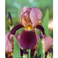 Kategorie <b>Stauden </b> - Iris x barb.-elat.'Indian Chief'
