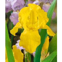 Kategorie <b>Produkt nicht gewünscht </b> - Iris x barb.-elat.'Granada Gold'
