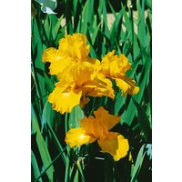 Kategorie <b>Stauden </b> - Iris x barb.-elat.'Goldfackel'