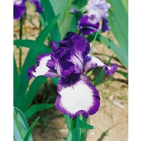 Kategorie <b>Stauden </b> - Iris x barb.-elat.'Going My Way'