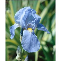 Kategorie <b>Stauden </b> - Iris x barb.-elat.'Empress of India'