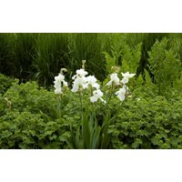 Kategorie <b>Stauden </b> - Iris x barb.-elat.'Cliffs of Dover'