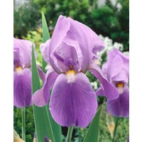Kategorie <b>Stauden </b> - Iris x barb.-elat.'Blue Rhythm'