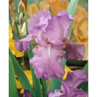 Kategorie <b>Stauden </b> - Iris x barb.-elat.'Amethyst Flame'