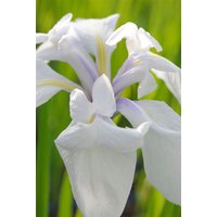 Kategorie <b>Produkt nicht gewünscht </b> - Iris laevigata 'Snowdrift'