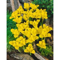 Kategorie <b>Stauden </b> - Iris danfordiae