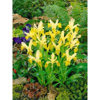 Kategorie <b>Stauden </b> - Iris bucharica