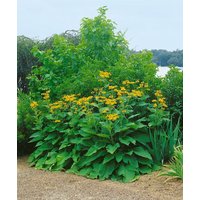 Kategorie <b>Produkt nicht gewünscht </b> - Inula magnifica