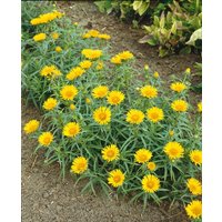 Kategorie <b>Produkt nicht gewünscht </b> - Inula ensifolia, gen.