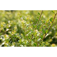 Kategorie <b>Hecken </b> - Ilex crenata 'Stokes'