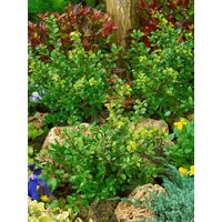 Kategorie <b>Hecken </b> - Ilex crenata 'Green Lustre'