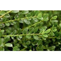 Kategorie <b>Blütensträucher und Ziergehölze </b> - Ilex crenata 'Flacher Teller'