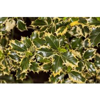 Kategorie <b>immergrüne Laubbäume </b> - Ilex aquifolium 'Silver Queen'