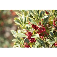immergrüne Laubbäume - Ilex aquifolium 'Aurea Marginata'