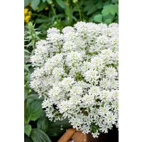 Kategorie <b>Stauden </b> - Iberis sempervirens 'Weißer Zwerg'