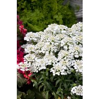 Kategorie <b>Stauden </b> - Iberis sempervirens 'Masterpiece' -R-
