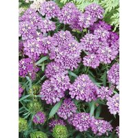 Kategorie <b>Stauden </b> - Iberis sempervirens 'Absolutely Amethyst'