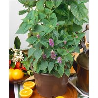 Kategorie <b>Produkt nicht gewünscht </b> - Hyssopus officinalis 'Roseus'