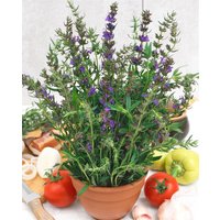 Kategorie <b>Produkt nicht gewünscht </b> - Hyssopus officinalis