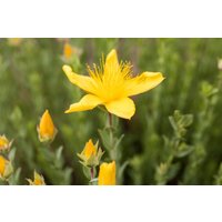 Kategorie <b>Produkt nicht gewünscht </b> - Hypericum polyphyllum 'Grandiflorum'