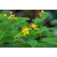 Kategorie <b>Produkt nicht gewünscht </b> - Hypericum perforatum