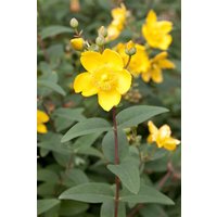 Kategorie <b>Produkt nicht gewünscht </b> - Hypericum moserianum