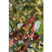 Kategorie <b>Produkt nicht gewünscht </b> - Hypericum kalmianum 'Gemo'