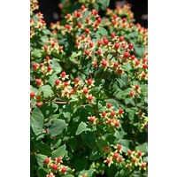 Kategorie <b>Produkt nicht gewünscht </b> - Hypericum inodorum 'Magical Universe' -R-