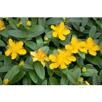 Kategorie <b>Produkt nicht gewünscht </b> - Hypericum calycinum