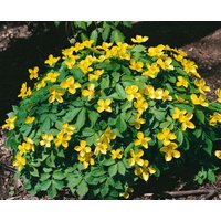 Kategorie <b>Stauden </b> - Hylomecon japonicum