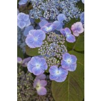Kategorie <b>Produkt nicht gewünscht </b> - Hydrangea serrata 'Veerle'