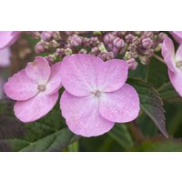 Kategorie <b>Produkt nicht gewünscht </b> - Hydrangea serrata 'Koreana'