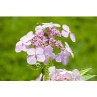 Kategorie <b>Produkt nicht gewünscht </b> - Hydrangea serrata 'Bluebird'