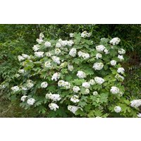 Kategorie <b>Produkt nicht gewünscht </b> - Hydrangea quercifolia 'Snow Queen'
