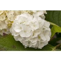 Kategorie <b>Produkt nicht gewünscht </b> - Hydrangea quercifolia 'Harmony'