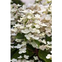 Kategorie <b>Produkt nicht gewünscht </b> - Hydrangea paniculata Magical Himalaya -S-