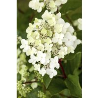 Kategorie <b>Produkt nicht gewünscht </b> - Hydrangea paniculata 'Vanille-Fraise' -R-
