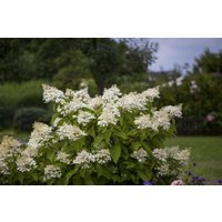 Kategorie <b>Blütensträucher und Ziergehölze </b> - Hydrangea paniculata 'Unique'