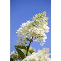Kategorie <b>Blütensträucher und Ziergehölze </b> - Hydrangea paniculata 'Tardiva'