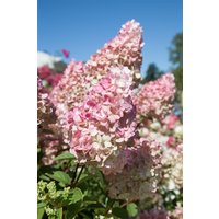Kategorie <b>Produkt nicht gewünscht </b> - Hydrangea paniculata 'Sundae Fraise' -R-