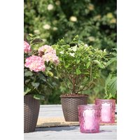 Kategorie <b>Produkt nicht gewünscht </b> - Hydrangea paniculata 'Prim White' -R-