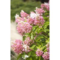 Kategorie <b>Produkt nicht gewünscht </b> - Hydrangea paniculata 'Pinky Winky' -R-