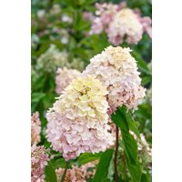 Kategorie <b>Produkt nicht gewünscht </b> - Hydrangea paniculata 'Magical® Sweet Summer'