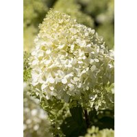 Kategorie <b>Produkt nicht gewünscht </b> - Hydrangea paniculata 'Magical® Mont Blanc'
