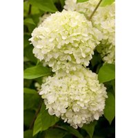 Kategorie <b>Blütensträucher und Ziergehölze </b> - Hydrangea paniculata 'Limelight' -S-