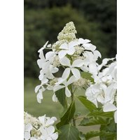 Kategorie <b>Produkt nicht gewünscht </b> - Hydrangea paniculata 'Kyushu'