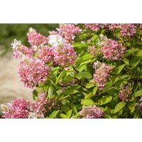 Kategorie <b>Produkt nicht gewünscht </b> - Hydrangea paniculata 'Diamant Pink'