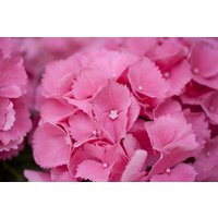 Kategorie <b>Produkt nicht gewünscht </b> - Hydrangea mac. 'Schöne Bautznerin'