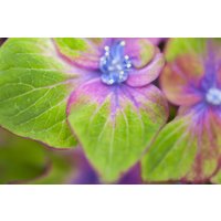 Kategorie <b>Produkt nicht gewünscht </b> - Hydrangea mac. 'Saxon® Schloß Wackerbarth'®