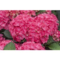 Kategorie <b>Produkt nicht gewünscht </b> - Hydrangea mac. 'Red Angel'